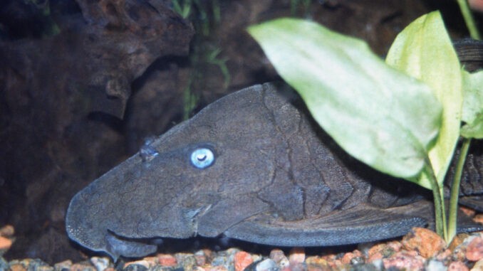 Blauaugen-Harnischwels im Aquarium