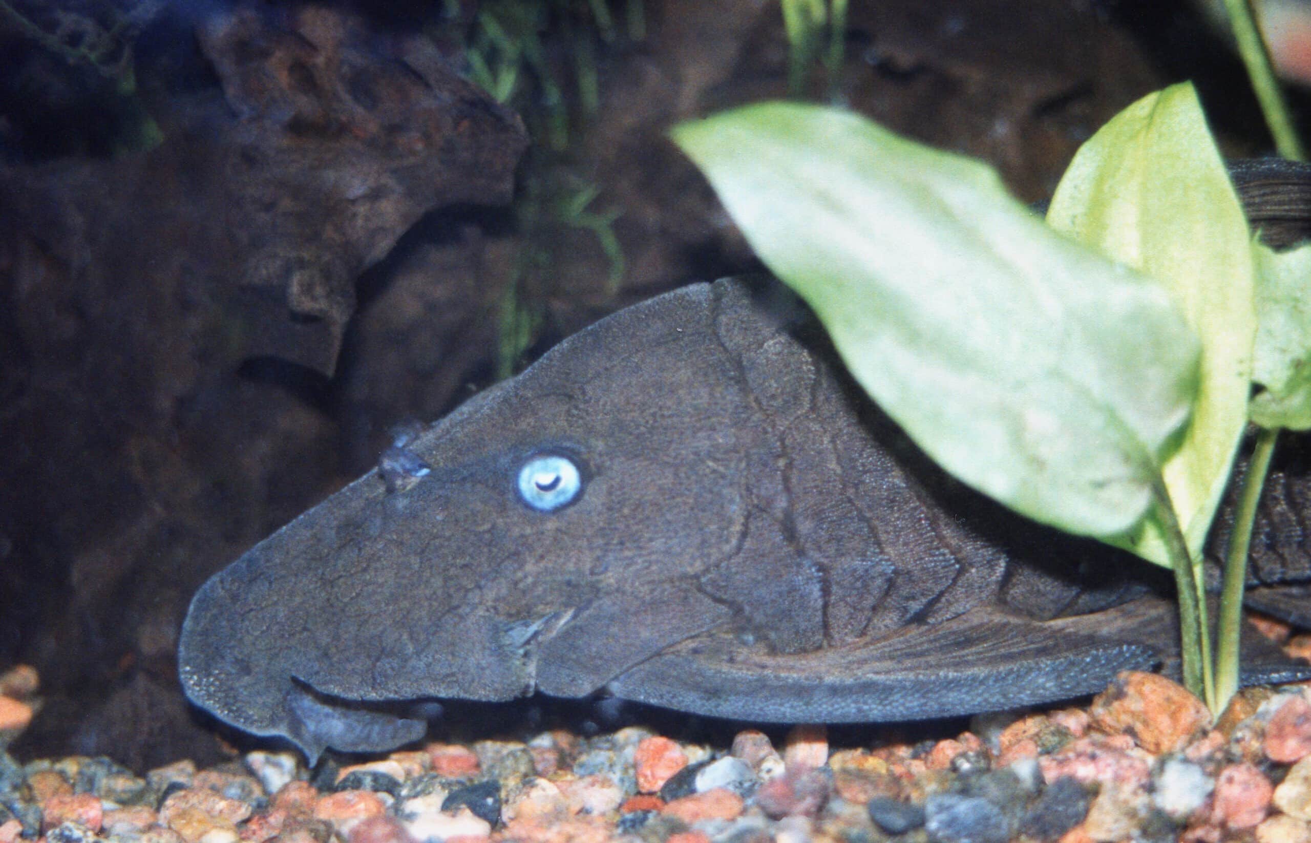 Blauaugen-Harnischwels im Aquarium