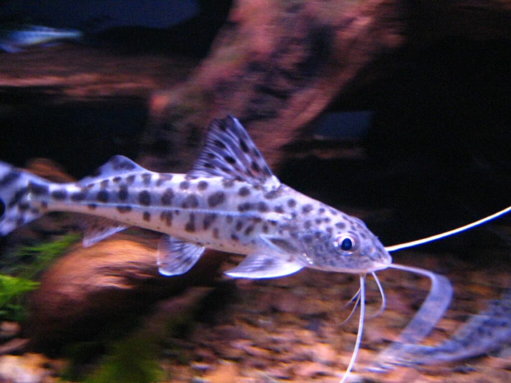 Engelsantennenwelse im Aquarium