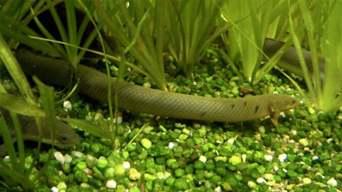 Flösselaale Flösselaale im Aquarium
