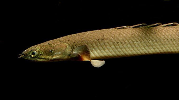 Senegal-Flösselhechte Senegal-Flösselhechte im Aquarium