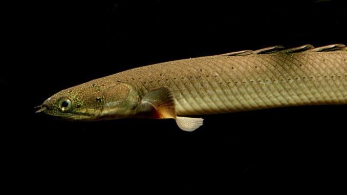 Senegal-Flösselhechte im Aquarium