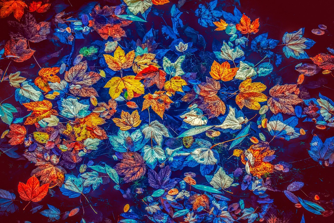 Blätter im Aquarium