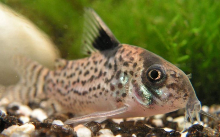 Corydoras melanistius