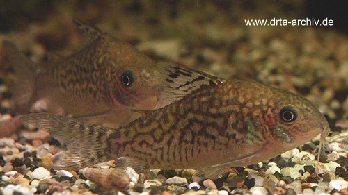 Corydoras sodalis