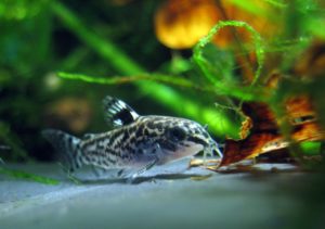 dwarf corydoras 143885 1280