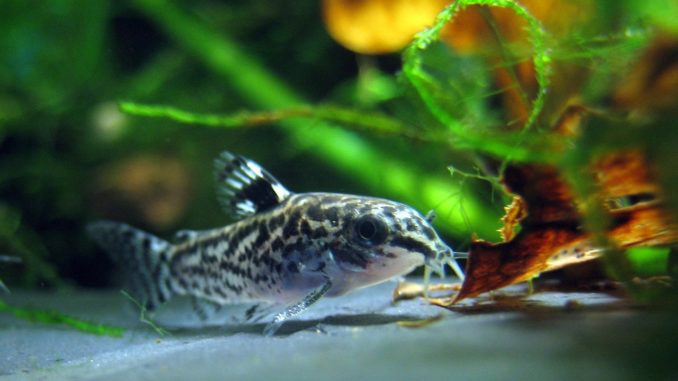 dwarf corydoras 143885 1280