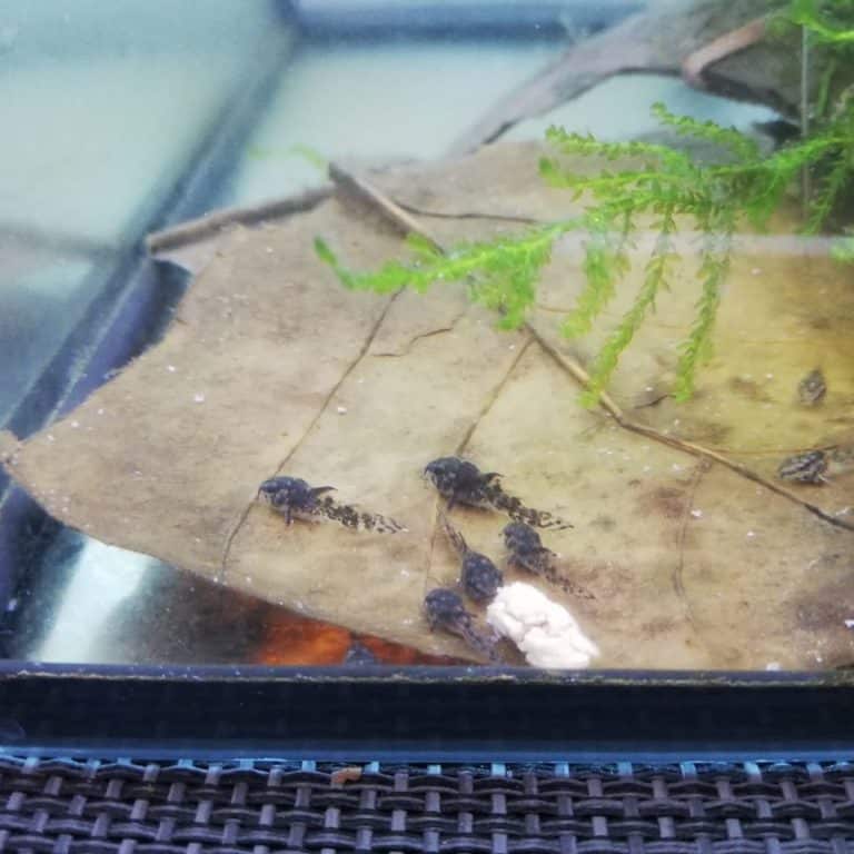 Zucht von Panzerwelsen im Aquarium Alle Infos & Details