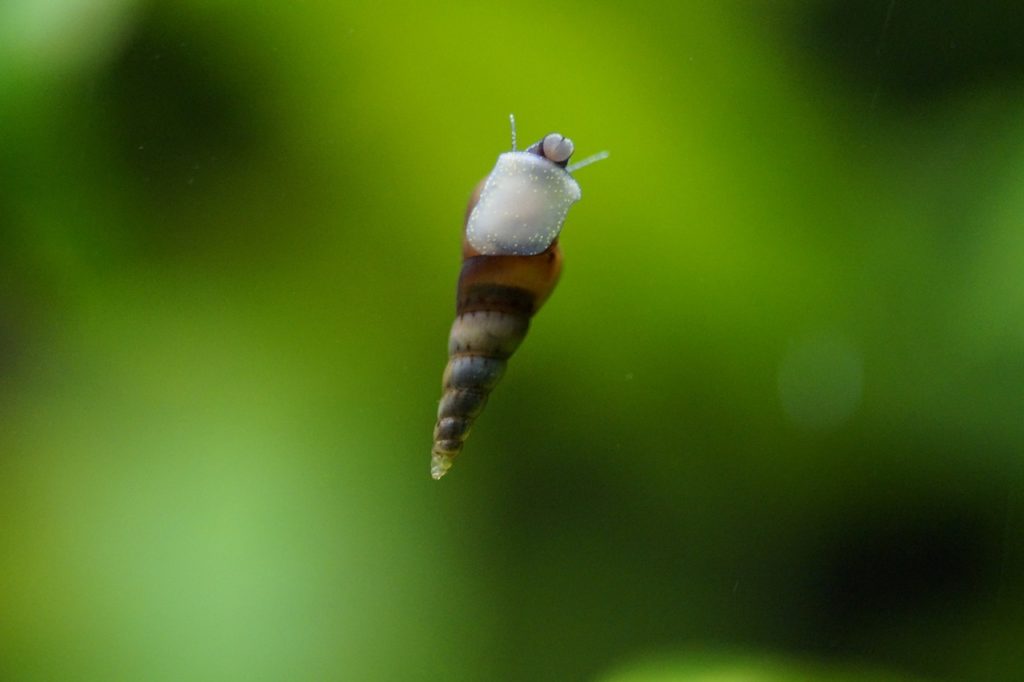 Welche Schnecken Reinigen Das Aquarium