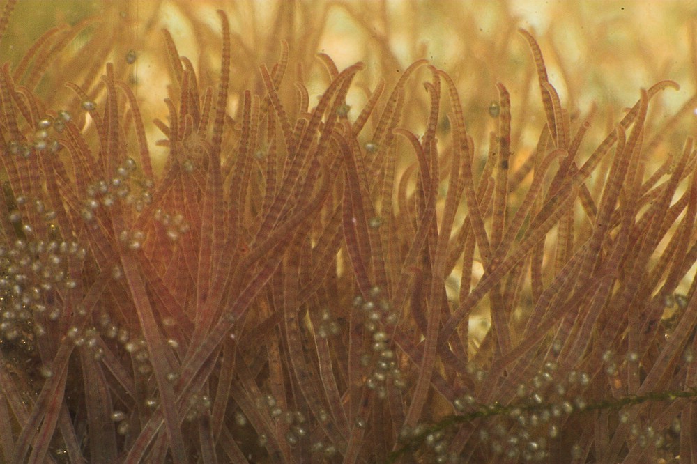 ▷ Futterring für Zierfsiche im Aquarium