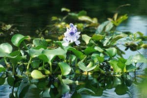 Dickstielige Wasserhyazinthe