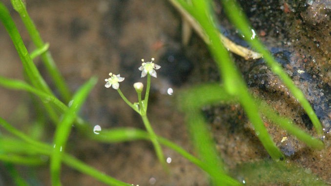 Lilaeopsis brasiliensis