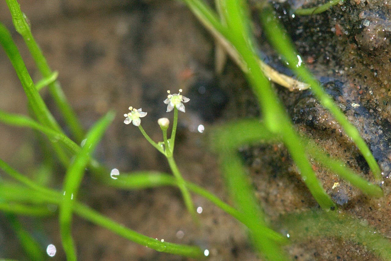Graspflanze - Lilaeopsis brasiliensis