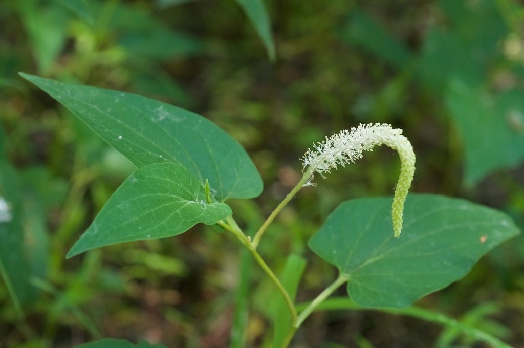 Saururus Cernuus