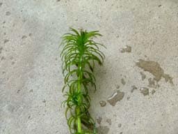 Plant_-_Hydrilla_verticillata_-_Batu_kawa[1]