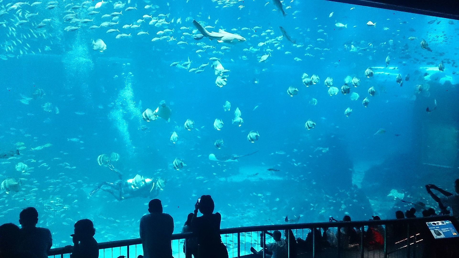 Lebensdauer eines Aquariums