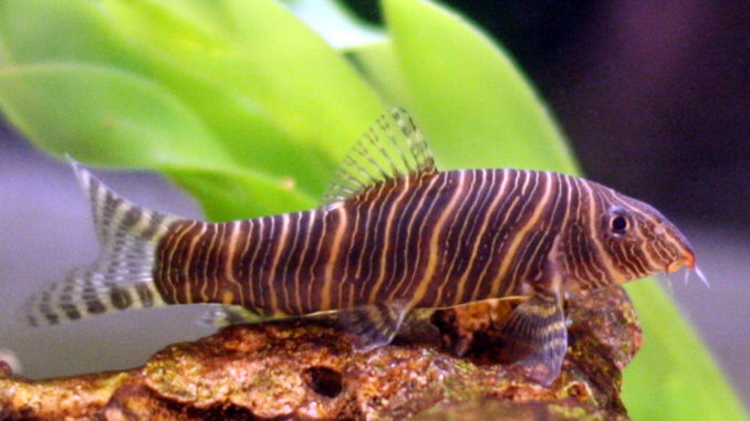 Zebraschmerle