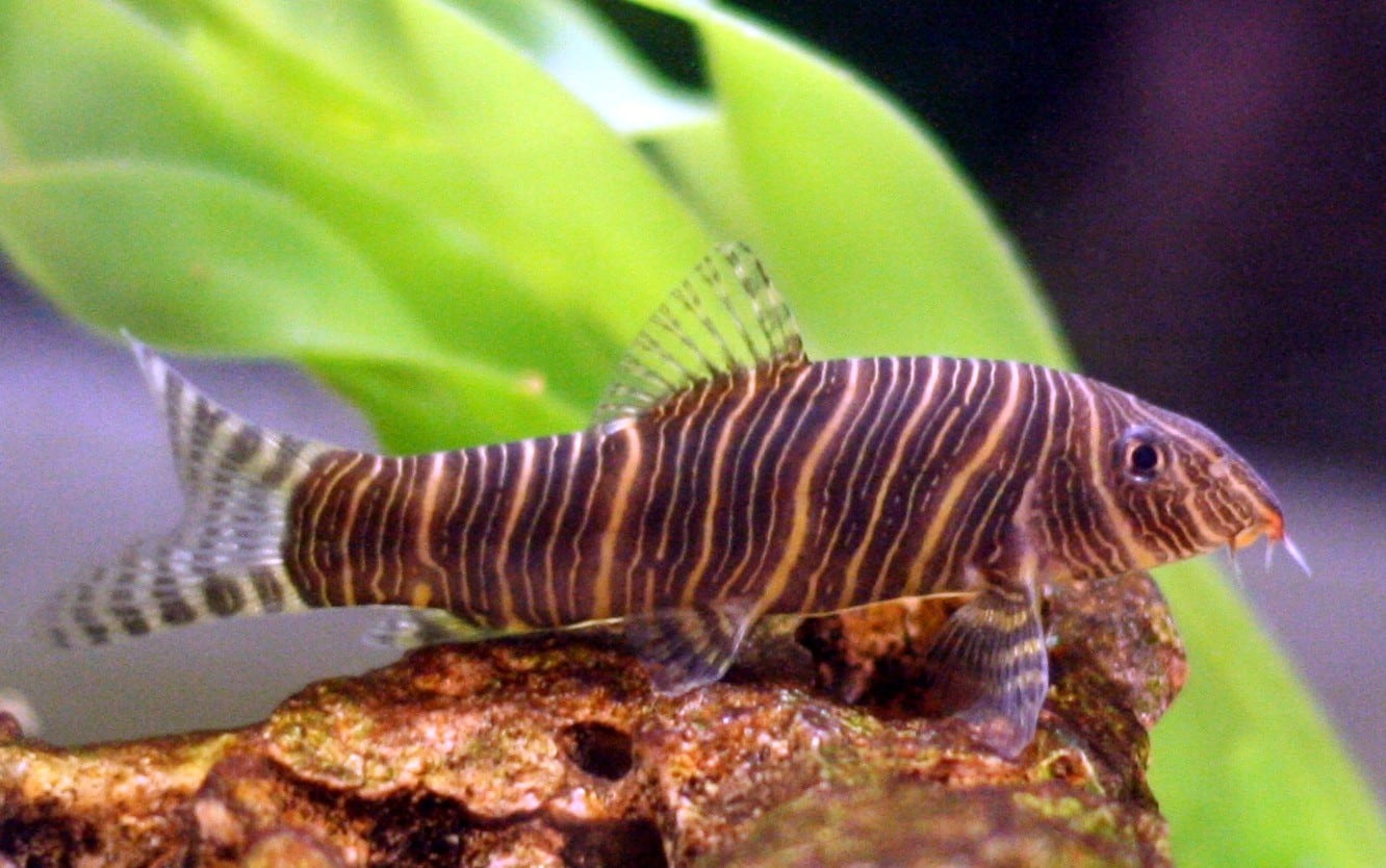 Zebraschmerle