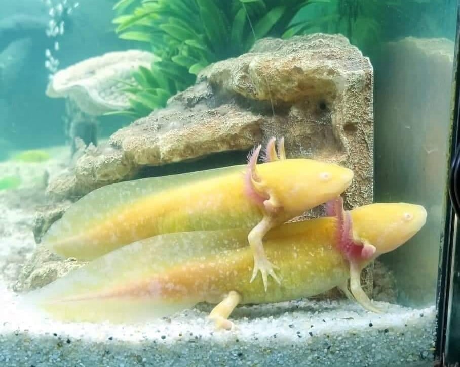 Albino Axolotl