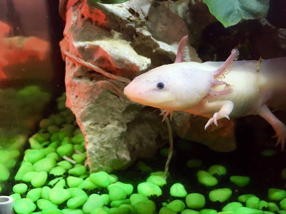 Axolotl rosa