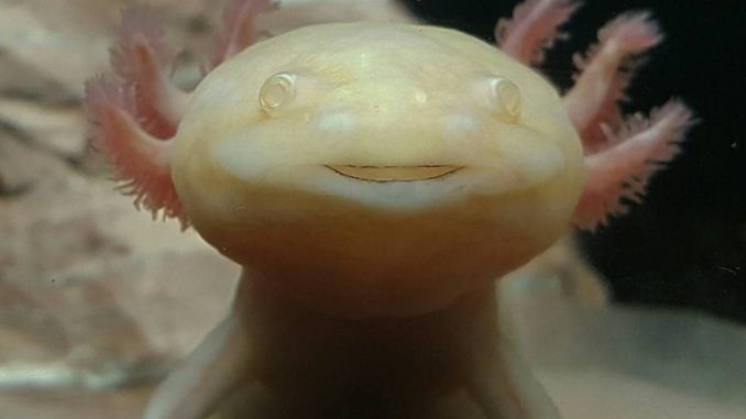 Axolotl