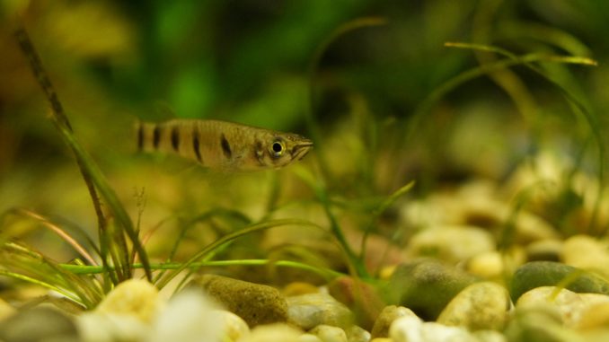 Epiplaty