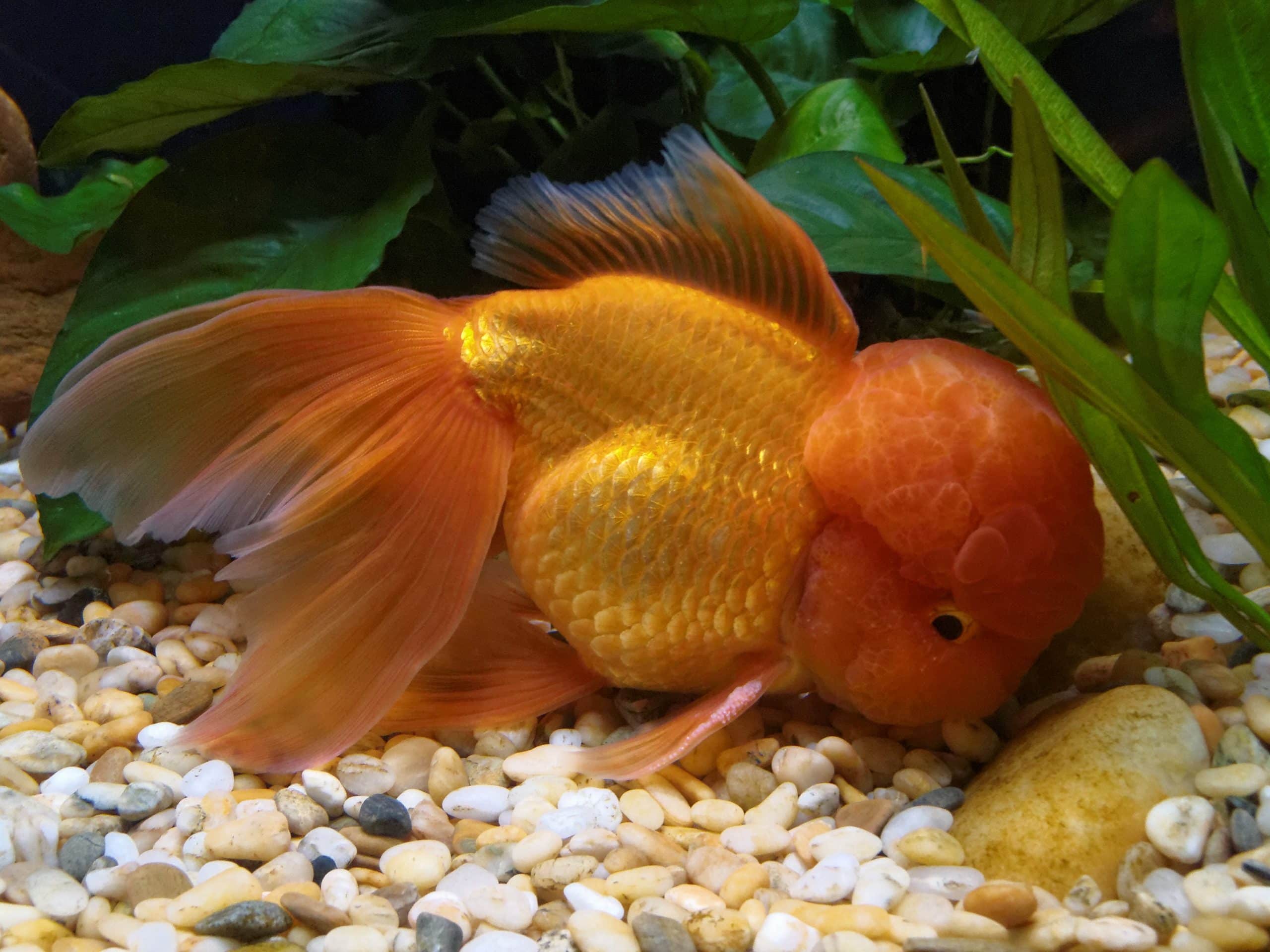 Orange Goldfisch