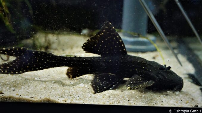 Elfenwels Acanthicus adonis – Elfenwels ca. 20cm - Image 1 | © Fishtopia GmbH