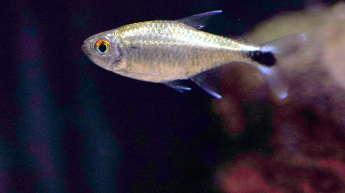 Gold Tetra / Messingsalmler