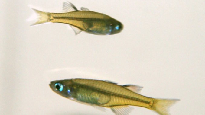 Schmetterling Regenbogenfisch im Aquarium