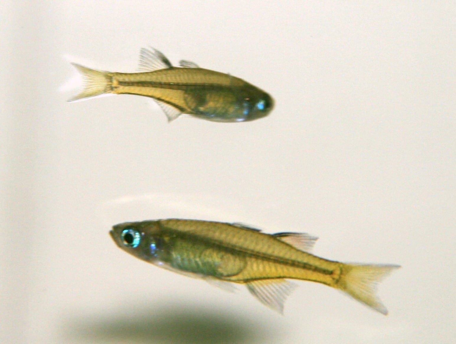 Schmetterling Regenbogenfisch im Aquarium