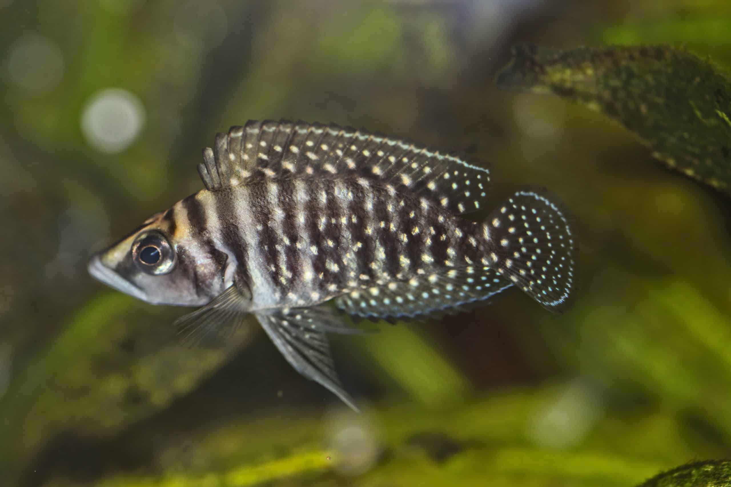 Perlhuhnbarsch im Aquarium