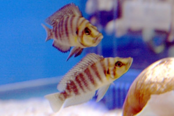 Nanderbuntbarsch im Aquarium