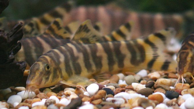 Kaiser-Prachtschmerle im Aquarium