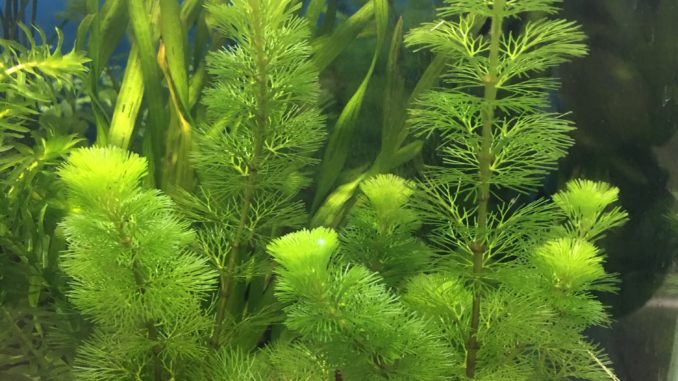 Haarnixe Haarnixe im Aquarium