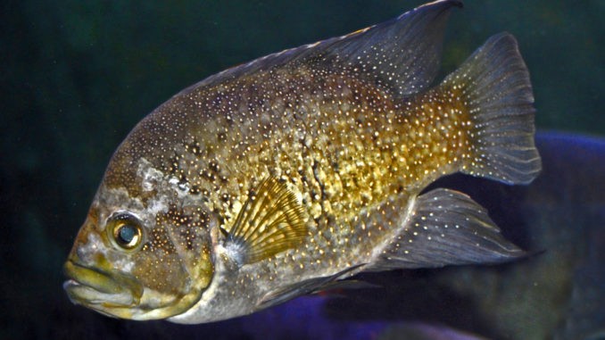 Marakeli Buntbarsch im Aquarium