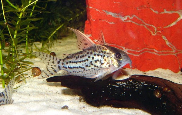 Augenstrichpanzerwels im Aquarium