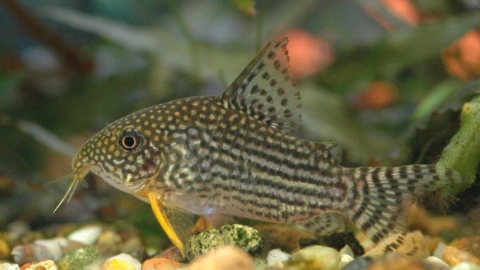 Rotflossenpanzerwels im Aquarium