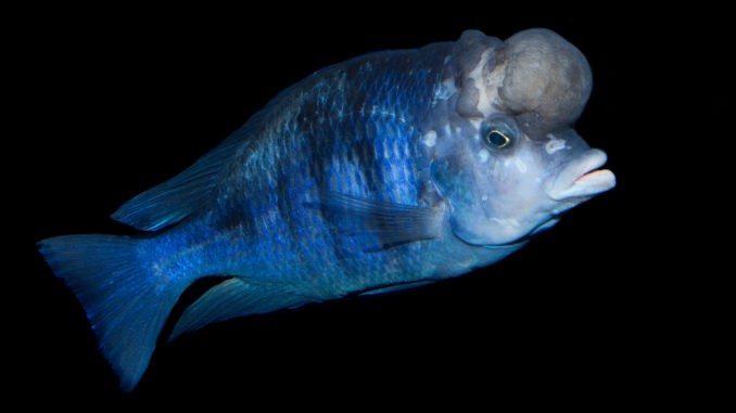 Beulenkopfmaulbrüter Beulenkopfmaulbrüter im Aquarium