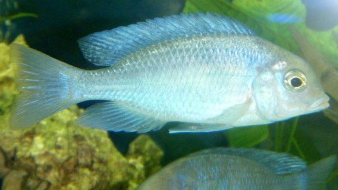 junger Beulenkopfmaulbrüter im Aquarium