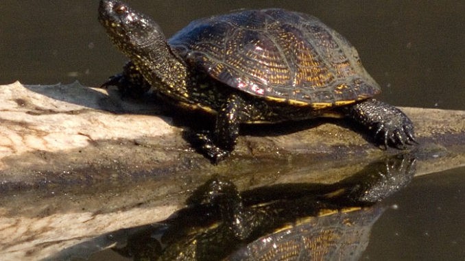 Europäische Sumpfschildkröte Eruopäische Sumpfschildkröte