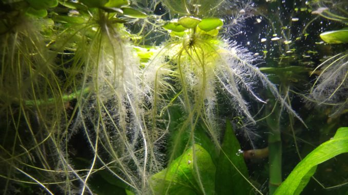 Südamerikanischer Froschbiss im Aquarium