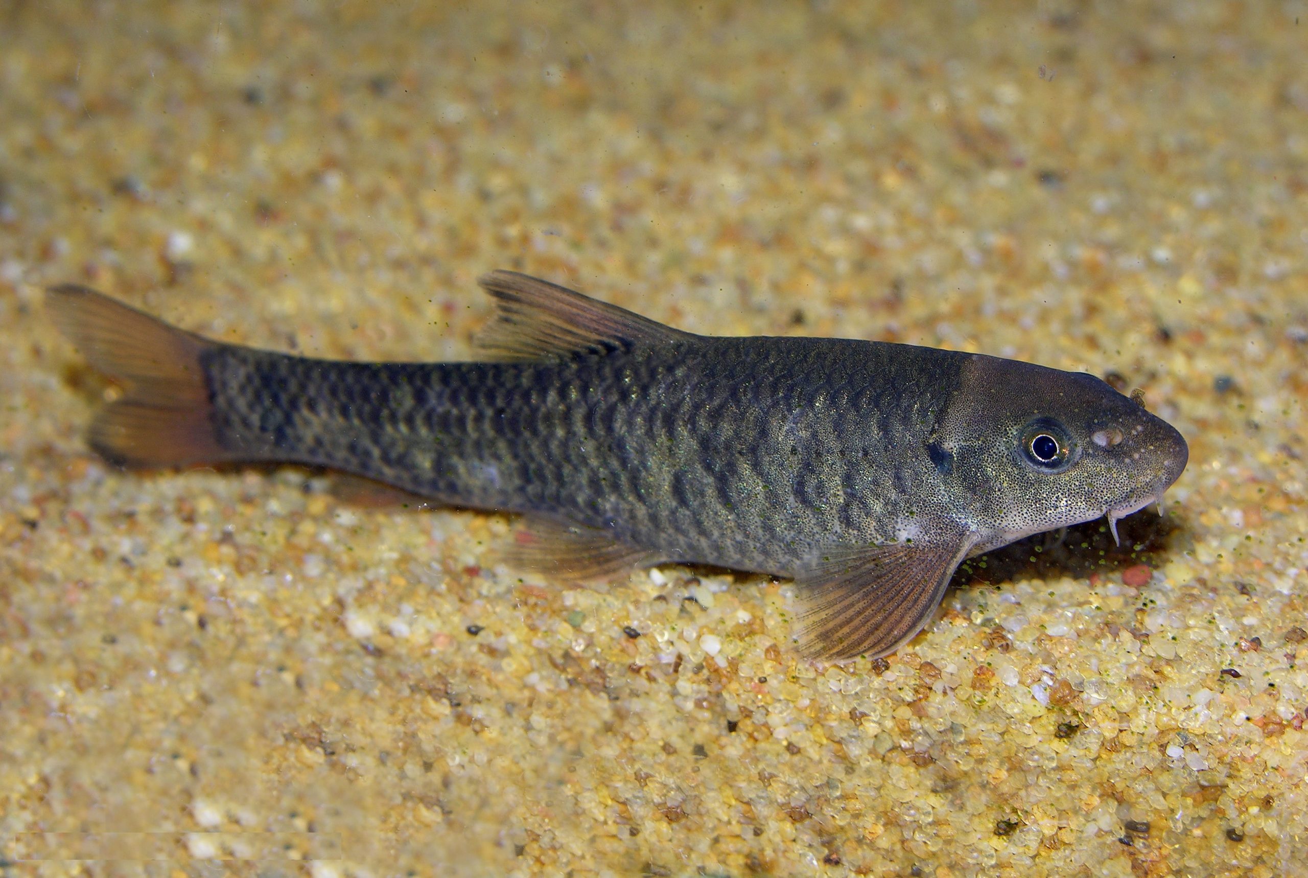 Kangal Knabberfisch