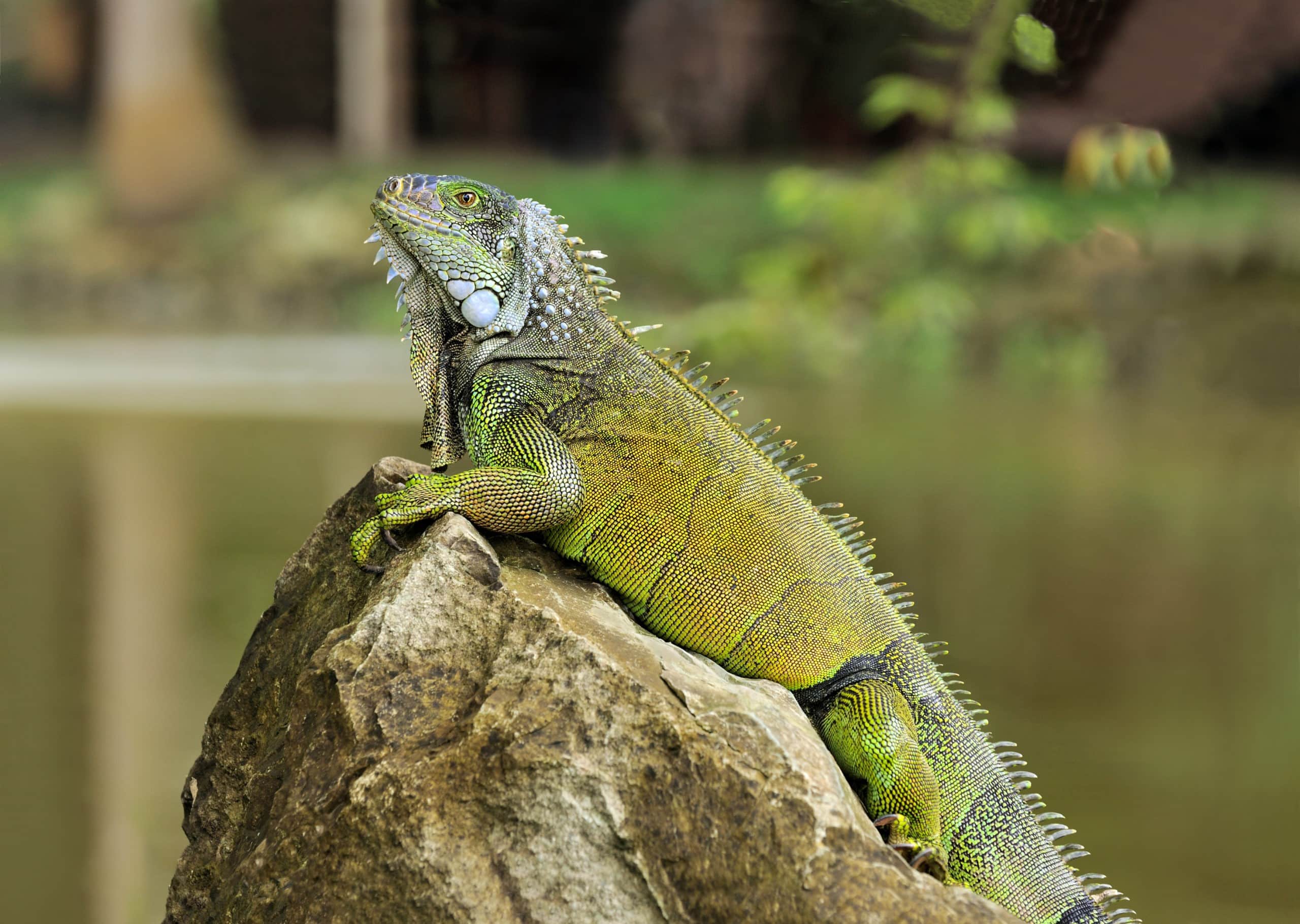 Grüner Leguan