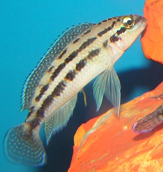 Schlankcichlide Dickfeldi im Aquarium