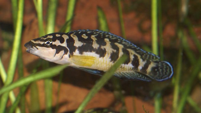 Schwarzweißer Schlankcichlide im Aquarium