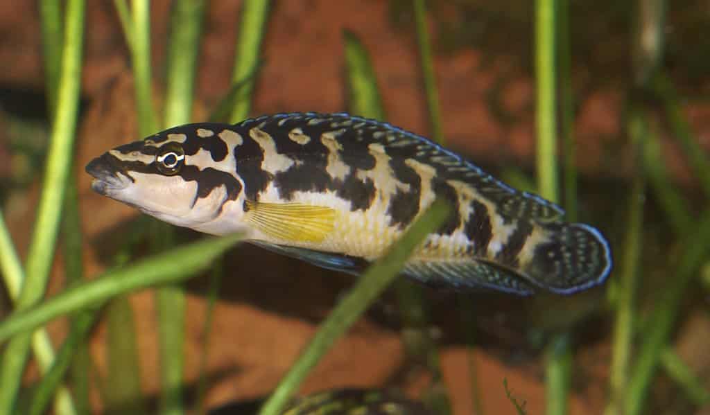 Schwarzweißer Schlankcichlide im Aquarium