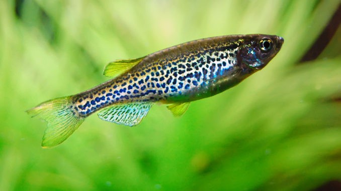Leopardbärbling Leopardbärbling im Aquarium