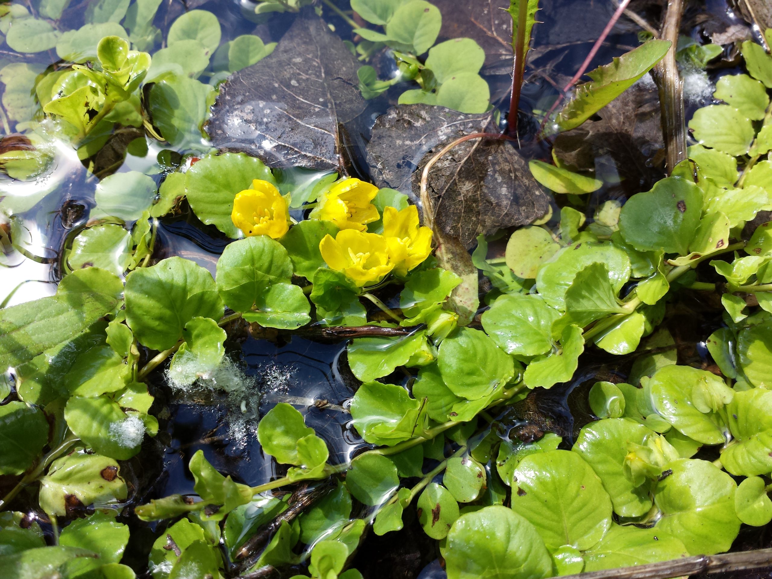 Pfennigkraut in Teich