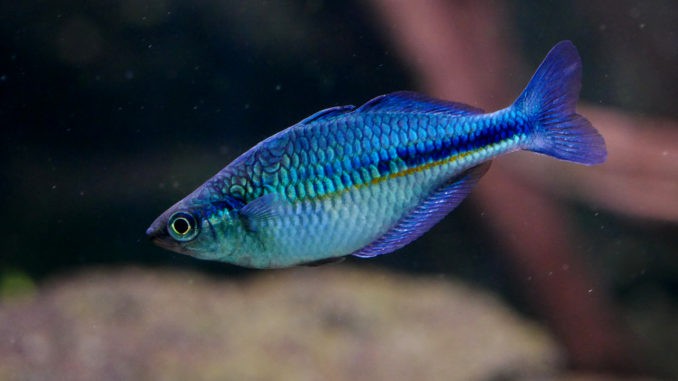 Blauer Regenbogenfisch im Aquarium